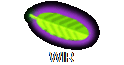 WIR