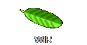 WIR